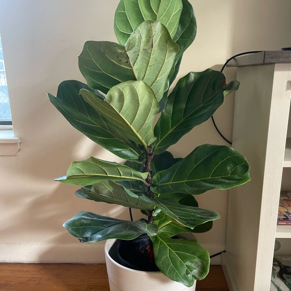 Meet your Posher, Cecilia - Picture 4 of 5